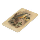 Vintage NuthatchIllustration Magnet (Linke Seite)