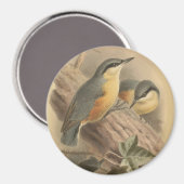 Vintage NuthatchIllustration Magnet (Vorderseite/Rückseite)