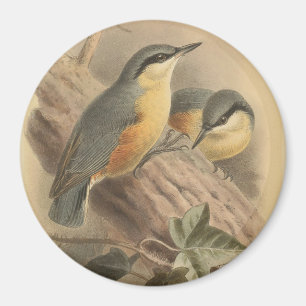 Vintage NuthatchIllustration Magnet