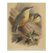 Vintage NuthatchIllustration Poster (Vorderseite)