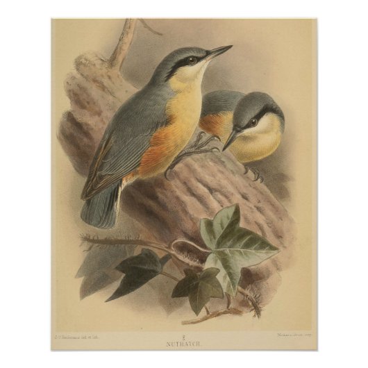 Vintage NuthatchIllustration Poster (Vorderseite)