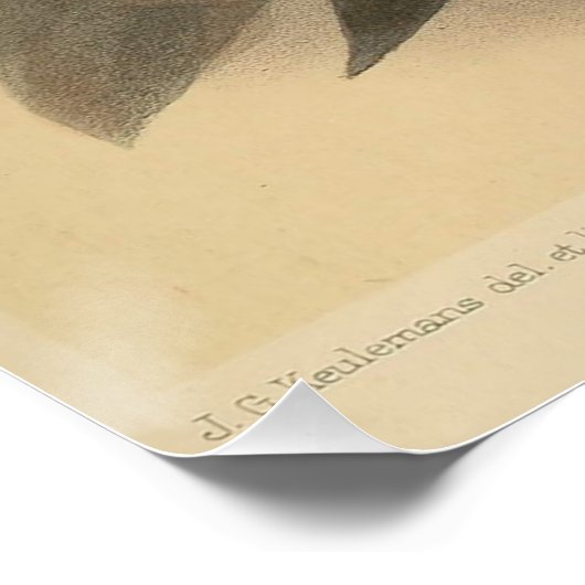 Vintage NuthatchIllustration Poster (Ecke)