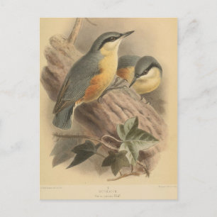 Vintage NuthatchIllustration Postkarte