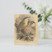 Vintage NuthatchIllustration Postkarte (Stehend Vorderseite)