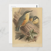 Vintage NuthatchIllustration Postkarte (Vorne/Hinten)