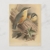 Vintage NuthatchIllustration Postkarte (Vorderseite)