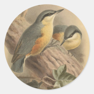 Vintage NuthatchIllustration Runder Aufkleber