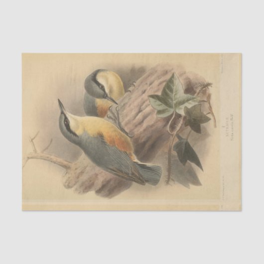 Vintage NuthatchIllustration Seidenpapier (Vorderseite)
