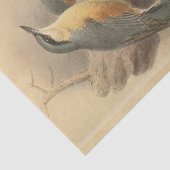 Vintage NuthatchIllustration Seidenpapier (Ausschnitt)
