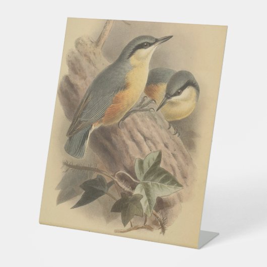 Vintage NuthatchIllustration Sockelschild (Vorderseite)