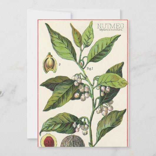 Vintage Nutmeg Pflanze Fruchtsaat, Gewürze für Leb (Vorderseite)