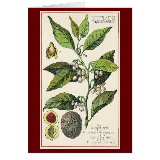 Vintage Nutmeg Pflanze Fruchtsaat, Gewürze für Leb (Vorne)