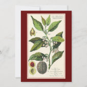 Vintage Nutmeg Pflanze Fruchtsaat, Gewürze für Leb (Vorderseite)