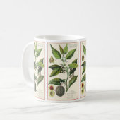 Vintage Nutmeg Pflanze Fruchtsaat, Gewürze für Leb Kaffeetasse (Vorderseite Links)