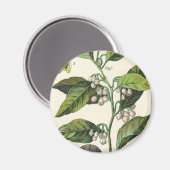 Vintage Nutmeg Pflanze Fruchtsaat, Gewürze für Leb Magnet (Vorderseite/Rückseite)