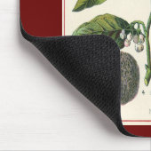 Vintage Nutmeg Pflanze Fruchtsaat, Gewürze für Leb Mousepad (Ecke)