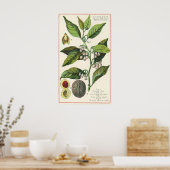 Vintage Nutmeg Pflanze Fruchtsaat, Gewürze für Leb Poster (Küche)