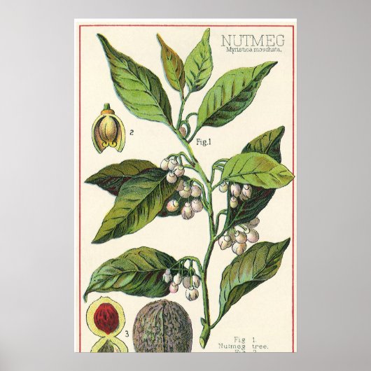 Vintage Nutmeg Pflanze Fruchtsaat, Gewürze für Leb Poster (Vorne)