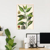 Vintage Nutmeg Pflanze Fruchtsaat, Gewürze für Leb Poster (Heimbüro)