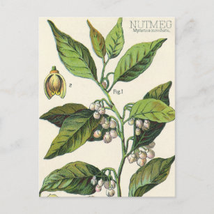 Vintage Nutmeg Pflanze Fruchtsaat, Gewürze für Leb Postkarte