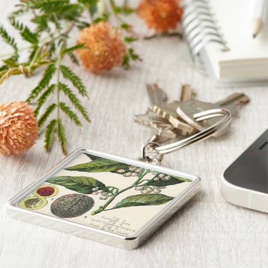 Vintage Nutmeg Pflanze Fruchtsaat, Gewürze für Leb Schlüsselanhänger (Seite)