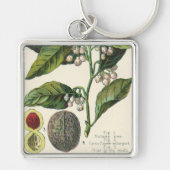 Vintage Nutmeg Pflanze Fruchtsaat, Gewürze für Leb Schlüsselanhänger (Vorne)