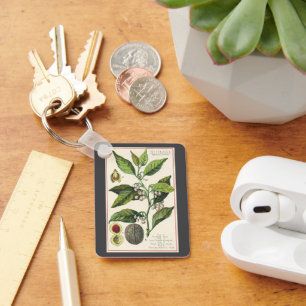 Vintage Nutmeg Pflanze Fruchtsaat, Gewürze für Leb Schlüsselanhänger