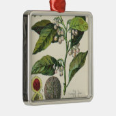 Vintage Nutmeg Pflanze Fruchtsaat, Gewürze für Leb Silbernes Ornament (Rechts)