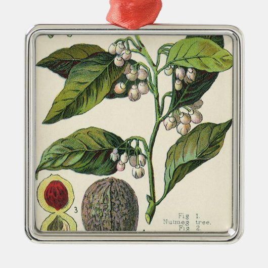 Vintage Nutmeg Pflanze Fruchtsaat, Gewürze für Leb Silbernes Ornament (Vorne)