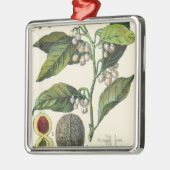Vintage Nutmeg Pflanze Fruchtsaat, Gewürze für Leb Silbernes Ornament (Links)