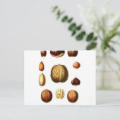 Vintage Nuts Botanische Schrift Postkarte (Stehend Vorderseite)