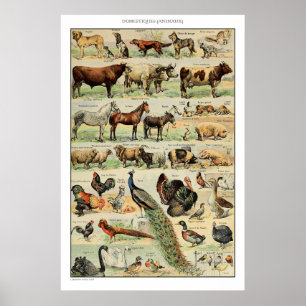 Vintage-Nutztierbilder Vintage wissenschaftliche B Poster
