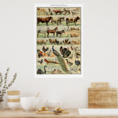 Vintage Nutztiere Vintage wissenschaftliche Bildun Poster (Küche)