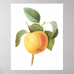 Vintage Obst Nahrung, Calville Apfel von Redoute Poster