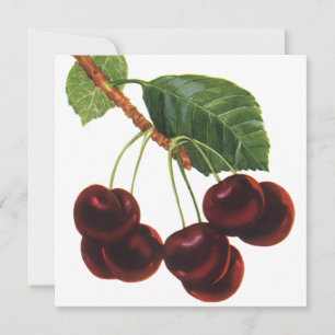 Vintage Obstbäume, reife Kirschen aus einem Baum