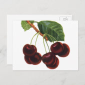 Vintage Obstbäume, reife Kirschen aus einem Baum Postkarte (Vorne/Hinten)