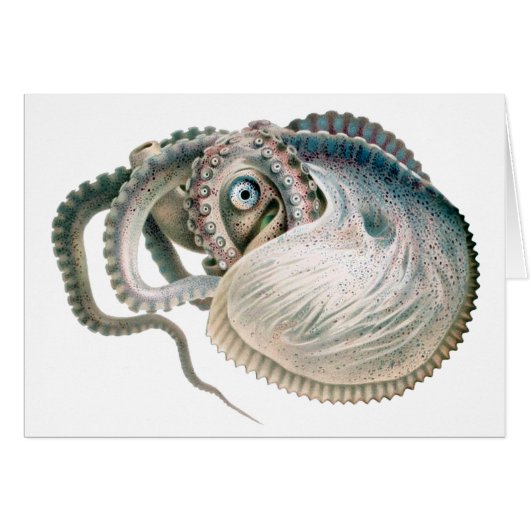 Vintage Octopus Argonaut, Meerestiere (Vorderseite (Horizontal))