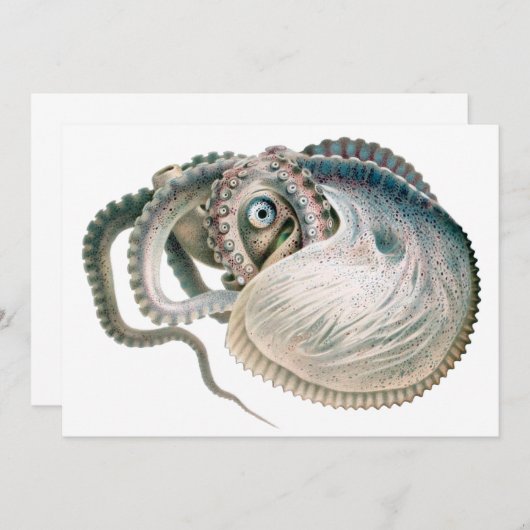 Vintage Octopus Argonaut, Meerestiere (Vorne/Hinten)