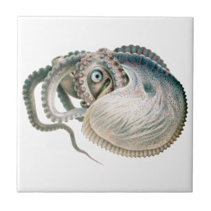 Vintage Octopus Argonaut, Meerestiere Fliese