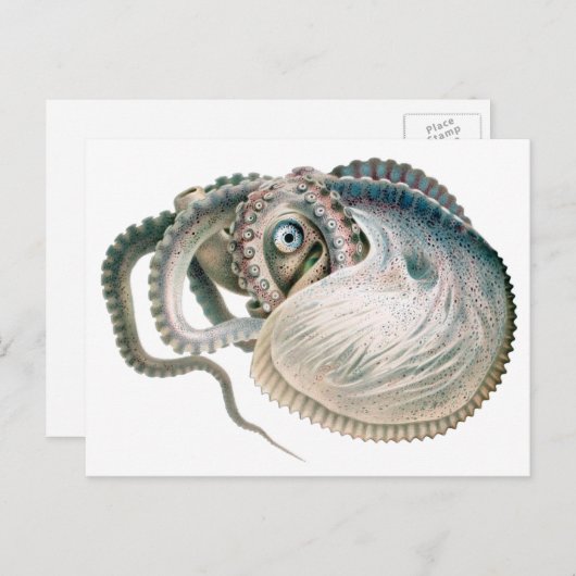Vintage Octopus Argonaut, Meerestiere Postkarte (Vorne/Hinten)
