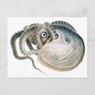 Vintage Octopus Argonaut, Meerestiere Postkarte