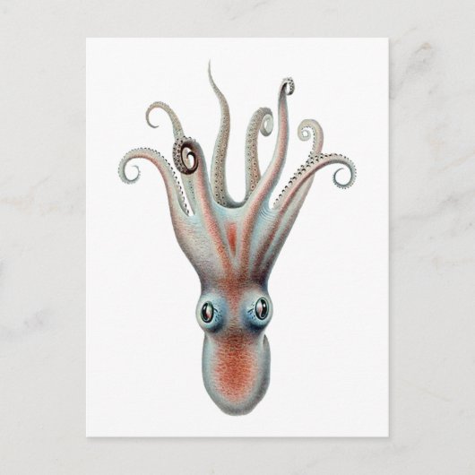 Vintage Octopus-Illustration Postkarte (Vorderseite)