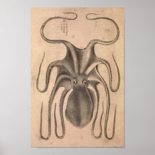 Vintage Octopus Print Sea Life Illustration Poster