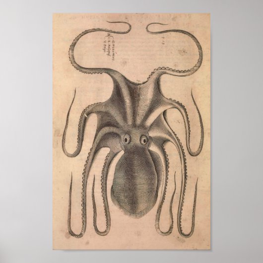Vintage Octopus Print Sea Life Illustration Poster (Vorne)