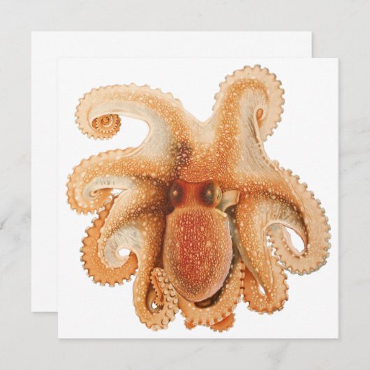 Vintage Octopus Salutii, Meerwassertiere (Vorne/Hinten)