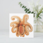 Vintage Octopus Salutii, Meerwassertiere (Stehend Vorderseite)