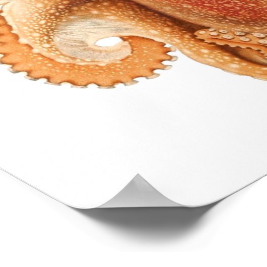 Vintage Octopus Salutii, Meerwassertiere Poster (Ecke)