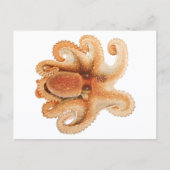 Vintage Octopus Salutii, Meerwassertiere Postkarte (Vorderseite)