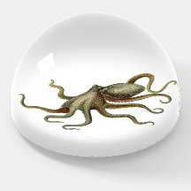 Vintage Octopus Sea Life Illustration
