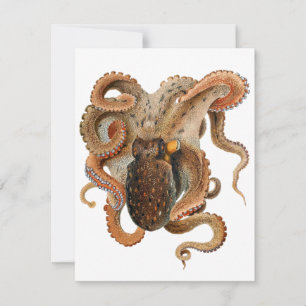 Vintage Octopus Vulgaris, Meerestiere